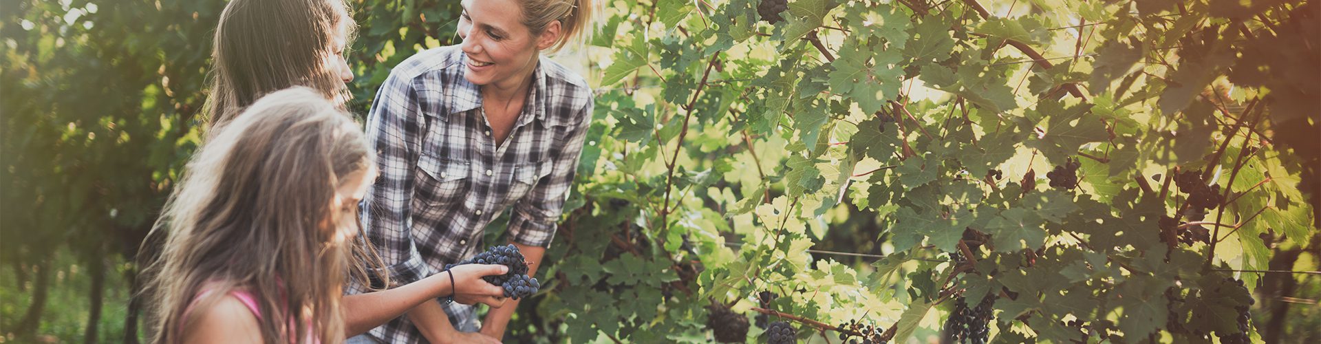 Mor og børn samler vindruer i solskin