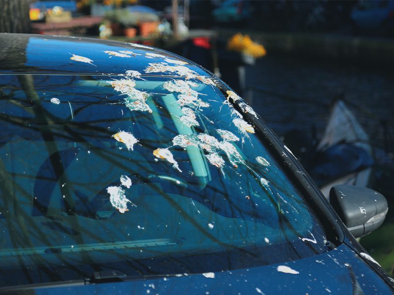 Fugleklatter på bilforrude