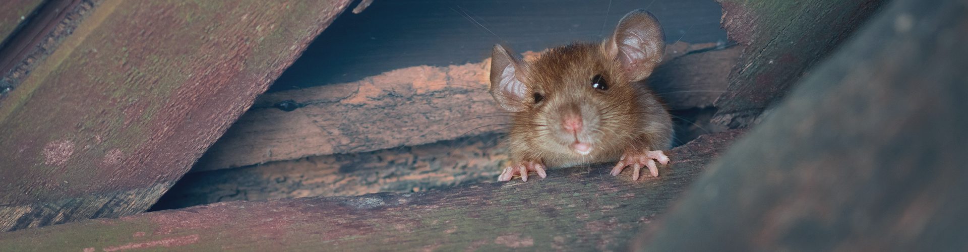 Rotte i bygning